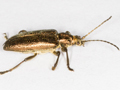 Plateumaris sericea